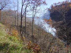 burning trees in Perry county