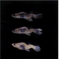 Spinal deformities in fish resulting from selenium exposure. Photo: Wake Forest University.