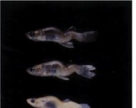 Spinal deformities in fish resulting from selenium exposure. Photo: Wake Forest University.